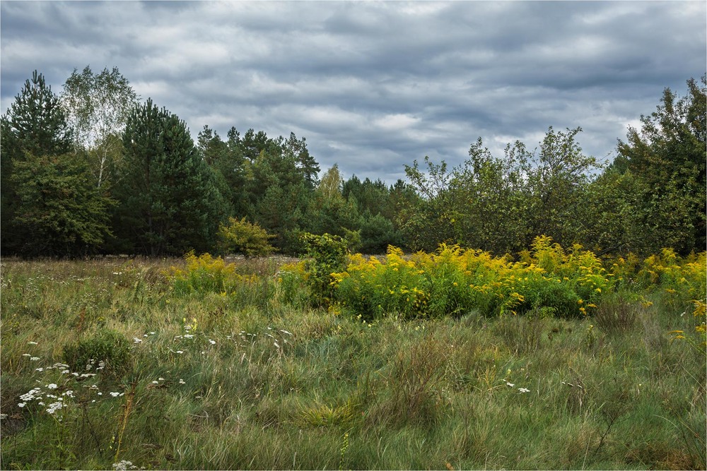 Фотографія Полісся: лісові замальовки / Андрій Макаренко / photographers.ua