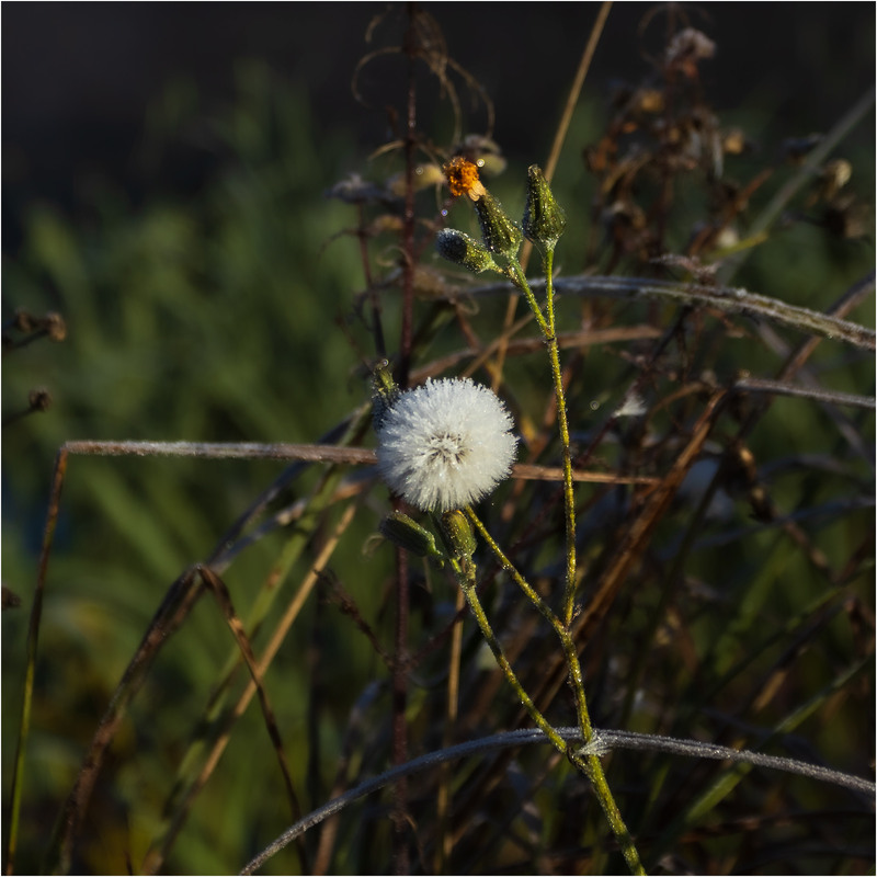 Фотографія Шепіт крихкого ранку / Андрій Макаренко / photographers.ua