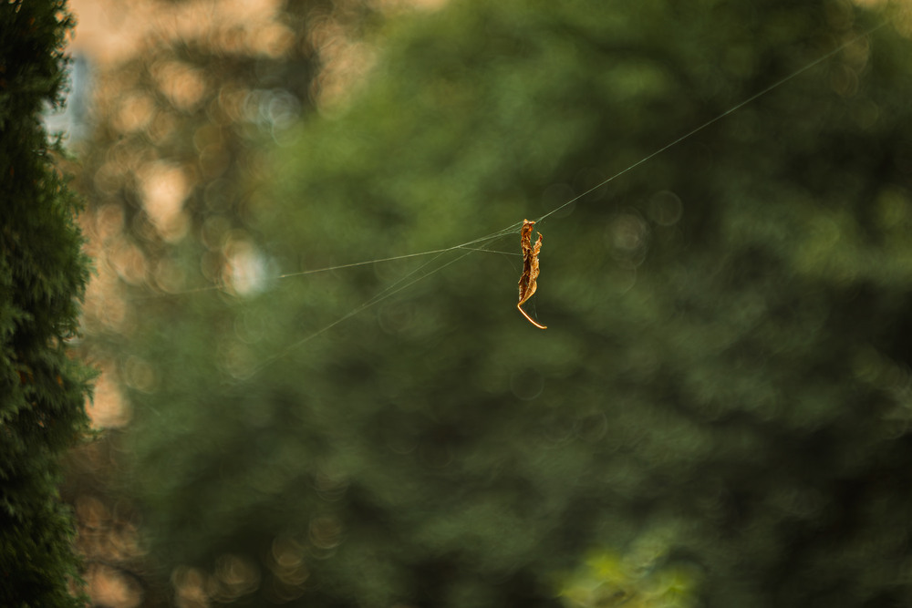 Фотографія Остання струна осені / Андрій Макаренко / photographers.ua