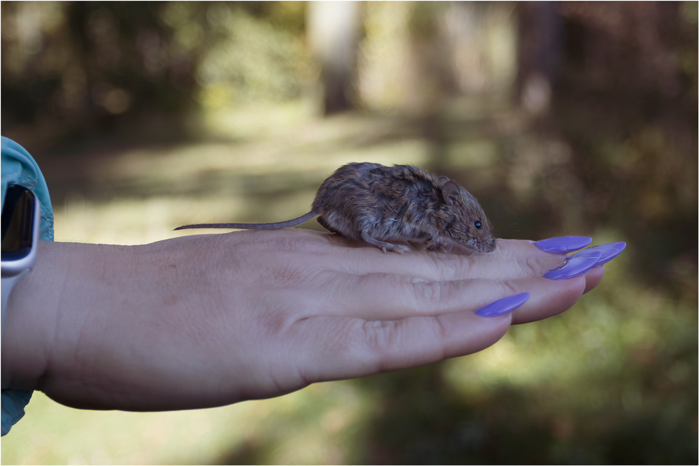Фотографія Етюд: зустріч у лісі / Андрій Макаренко / photographers.ua