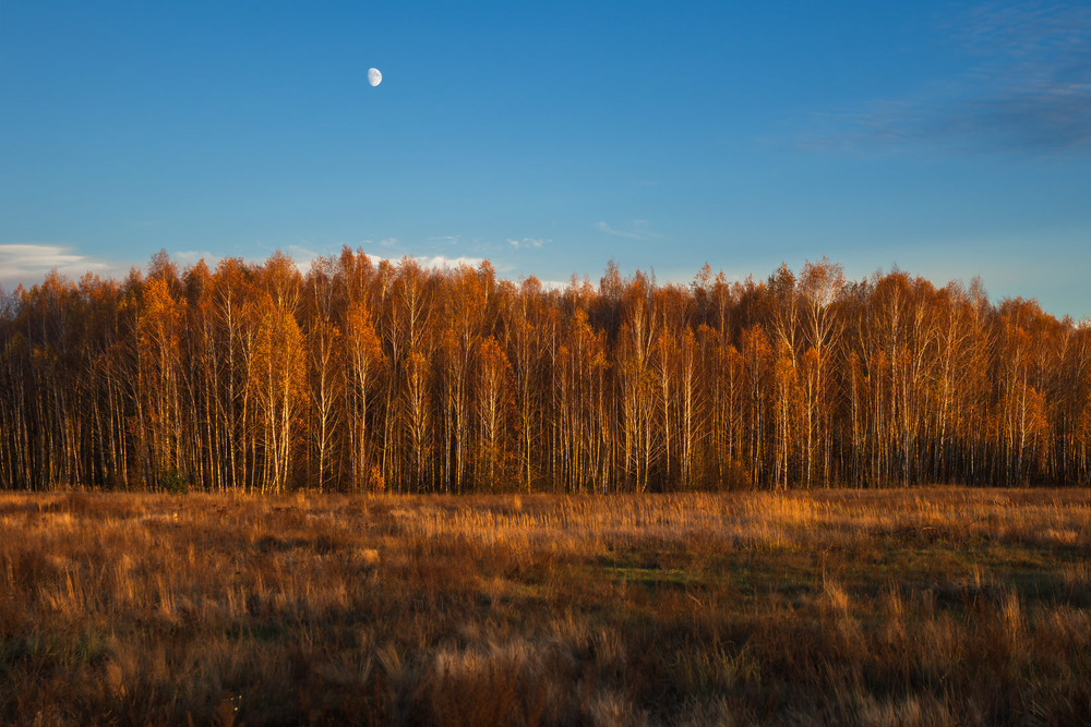 Фотографія Місяць над березами / Андрій Макаренко / photographers.ua