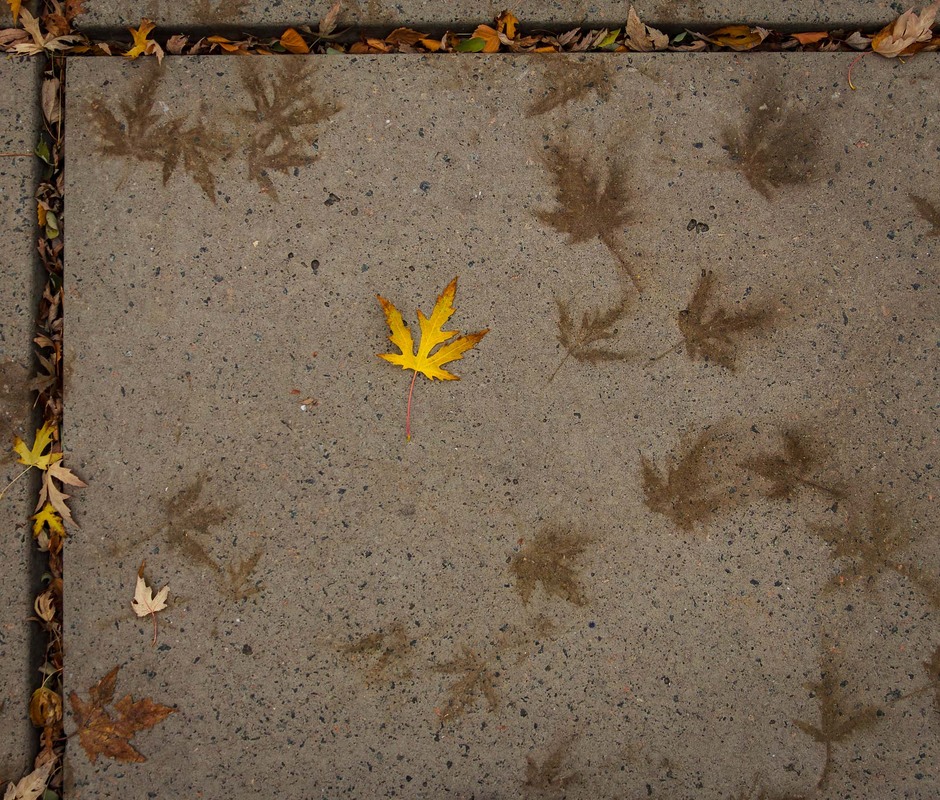 Фотографія Ходила містом жовта осінь... / Андрій Макаренко / photographers.ua