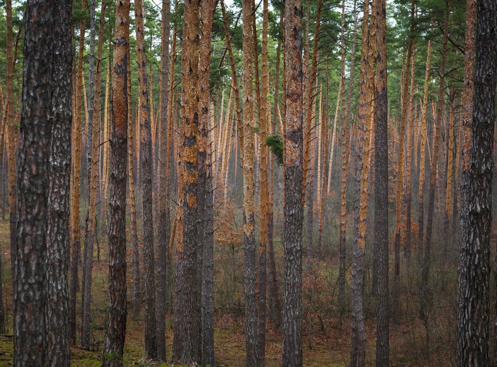 Фотографія Лісова замальовка / Андрій Макаренко / photographers.ua