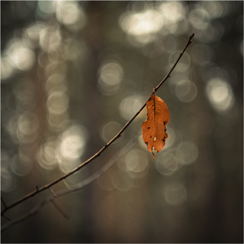 Фотографія Впертим буває навіть листя / Андрій Макаренко / photographers.ua