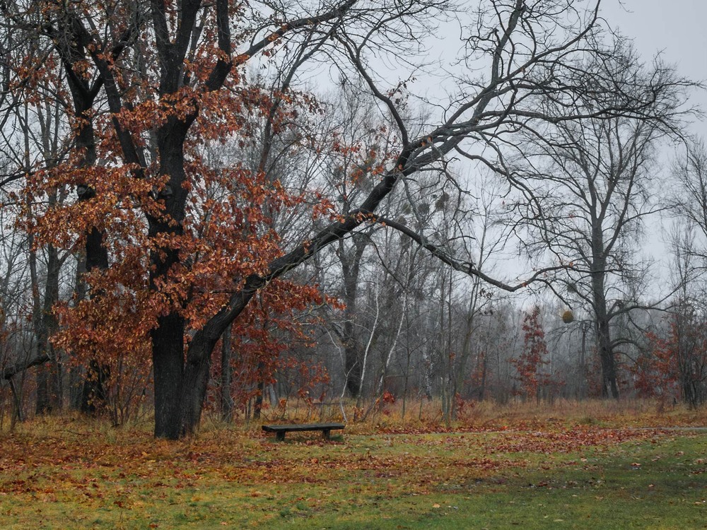 Фотографія Паркові прогулянки / Андрій Макаренко / photographers.ua