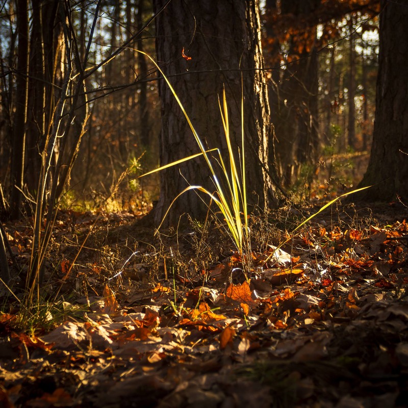Фотографія Пейзаж / Андрій Макаренко / photographers.ua
