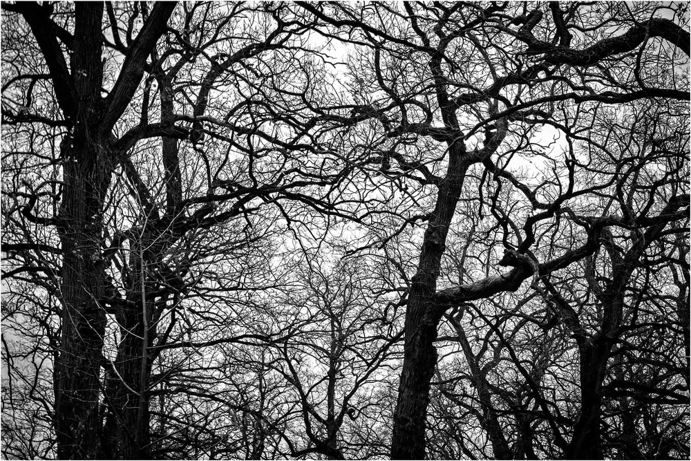 Фотографія Звивини сюжету / Андрій Макаренко / photographers.ua