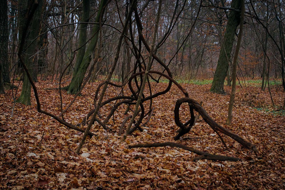Фотографія Все так заплутано... / Андрій Макаренко / photographers.ua