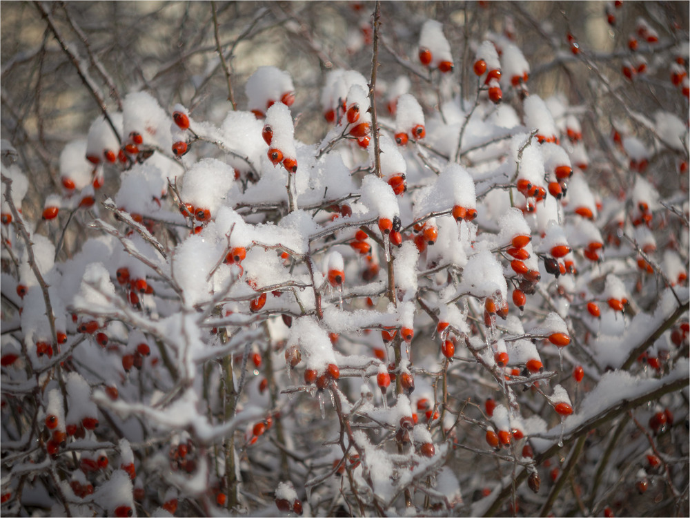 Фотографія Добірка: Зимові замальовки / Андрій Макаренко / photographers.ua