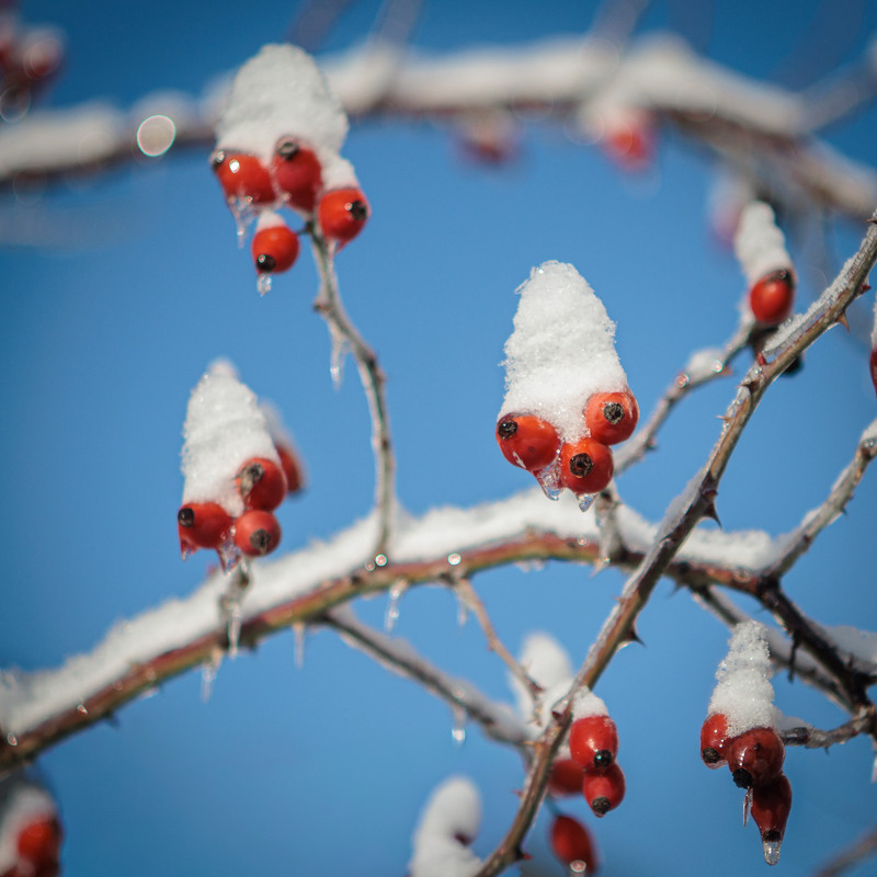 Фотографія Добірка: Зимові замальовки / Андрій Макаренко / photographers.ua