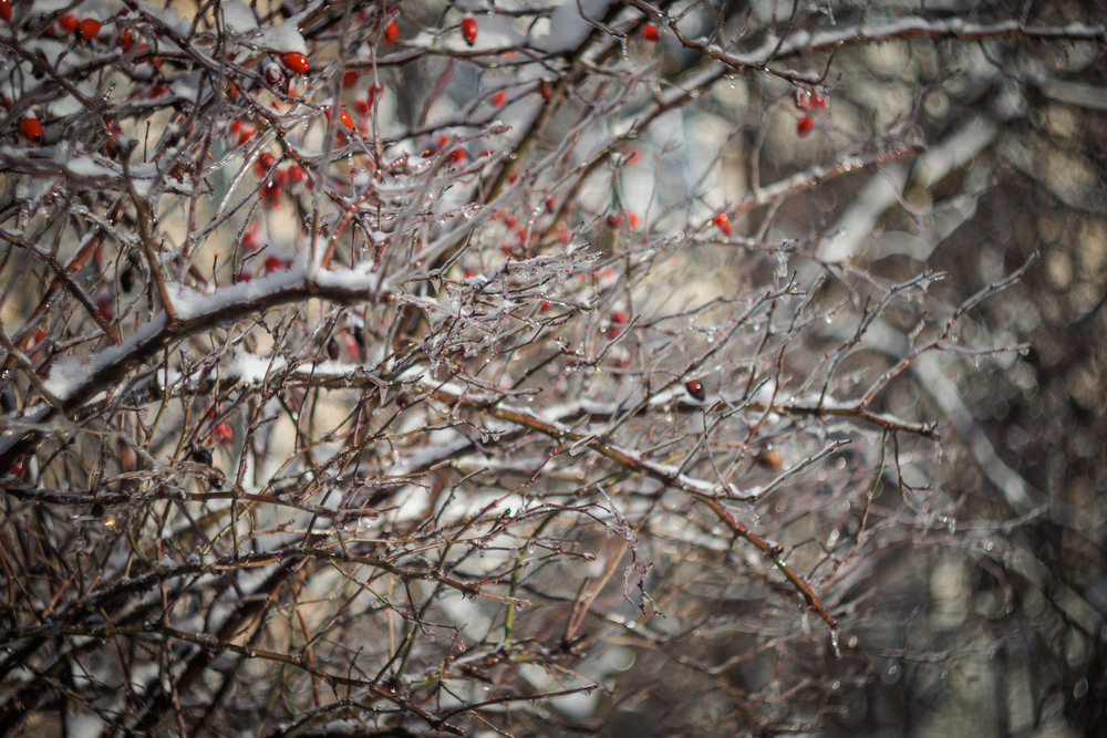 Фотографія Добірка: Зимові замальовки «Пульс під льодом» / Андрій Макаренко / photographers.ua