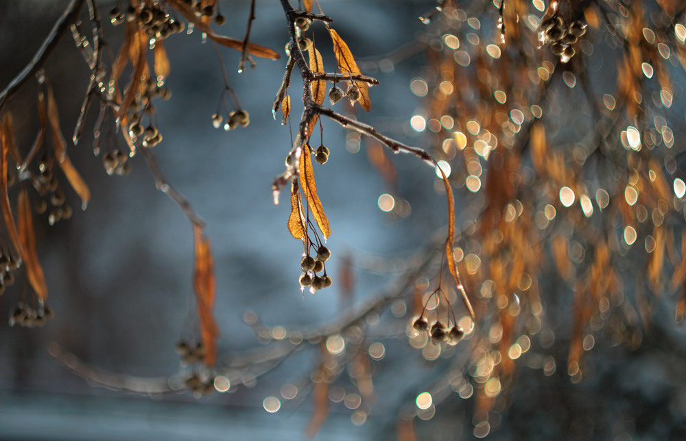 Фотографія Добірка: Зимові замальовки / Андрій Макаренко / photographers.ua