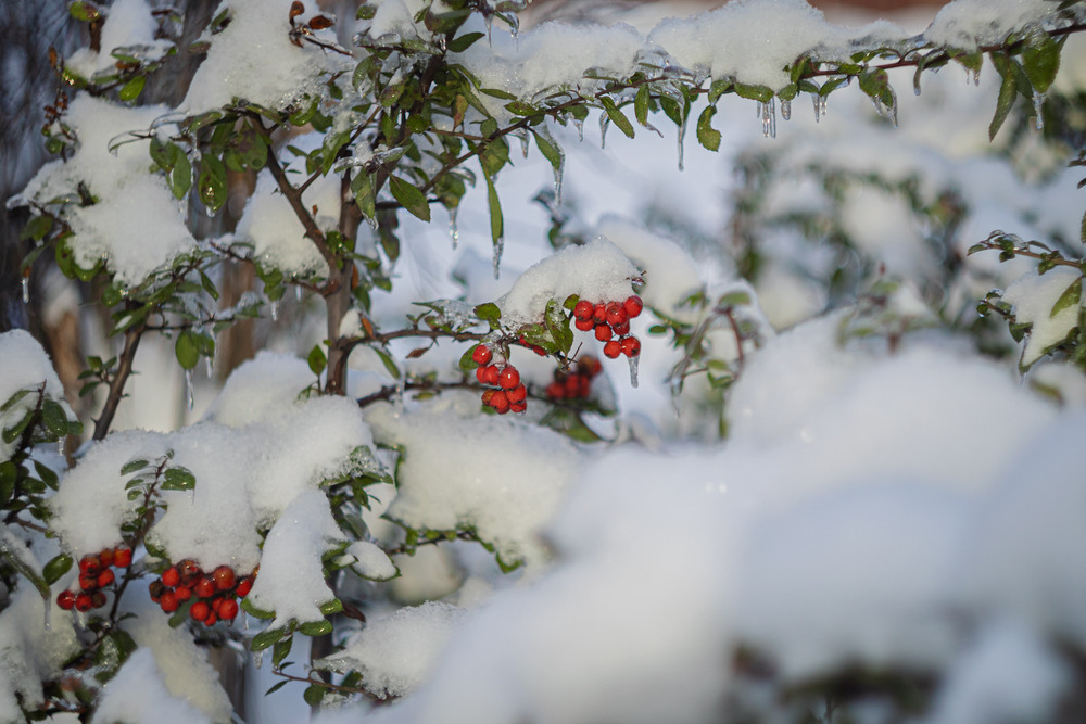 Фотографія Добірка: Зимові замальовки / Андрій Макаренко / photographers.ua