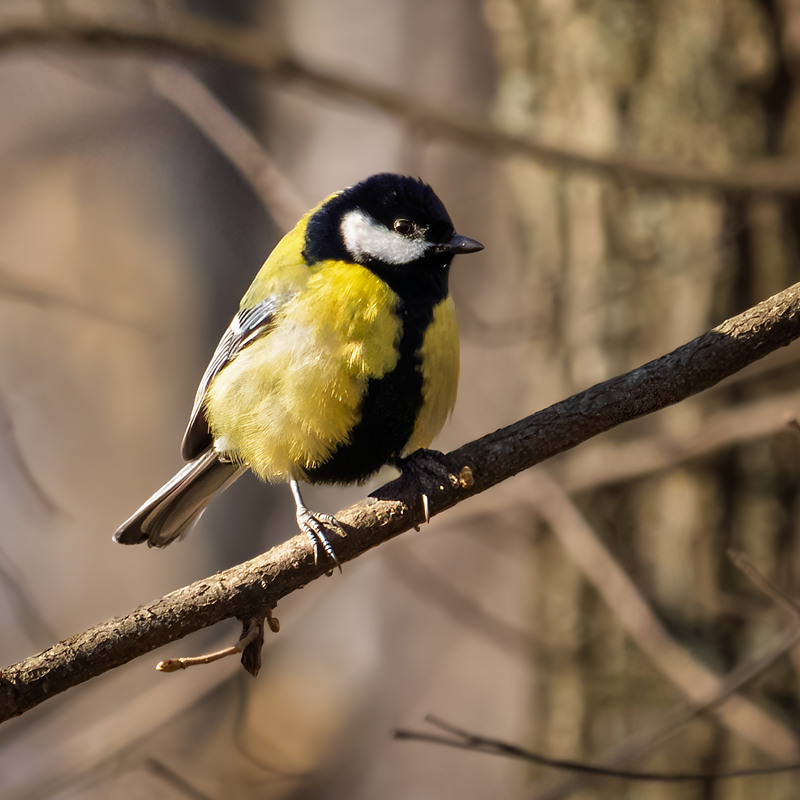 Фотографія Пташина замальовка / Андрій Макаренко / photographers.ua