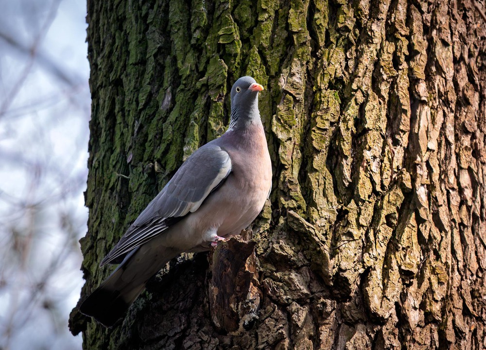Фотографія Припутень і дерево / Андрій Макаренко / photographers.ua