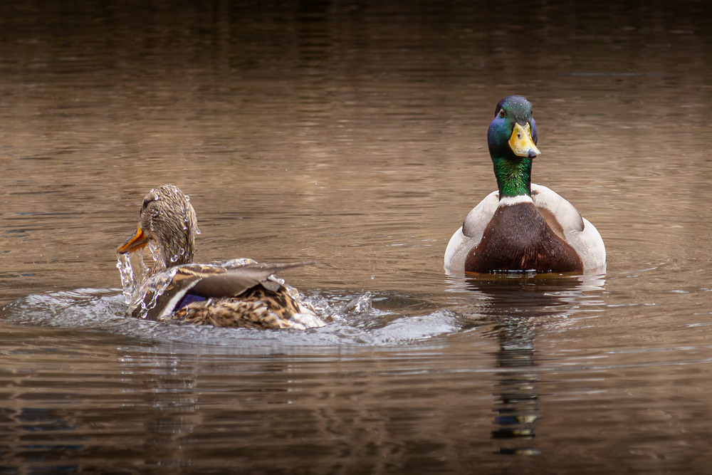 Фотографія Животные / Андрій Макаренко / photographers.ua