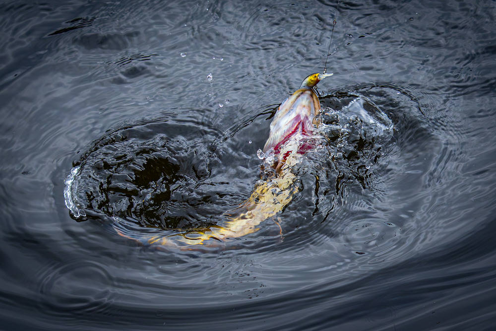 Фотографія Животные / Андрій Макаренко / photographers.ua