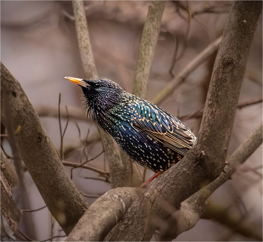 Фотографія “Пильність” / Андрій Макаренко / photographers.ua