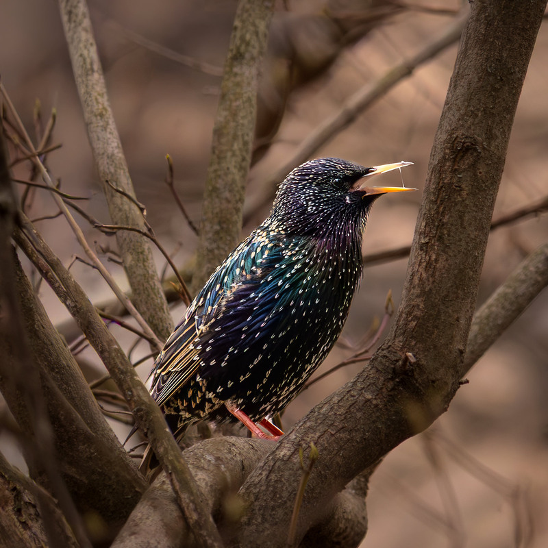 Фотографія Шпак звичайний / Андрій Макаренко / photographers.ua