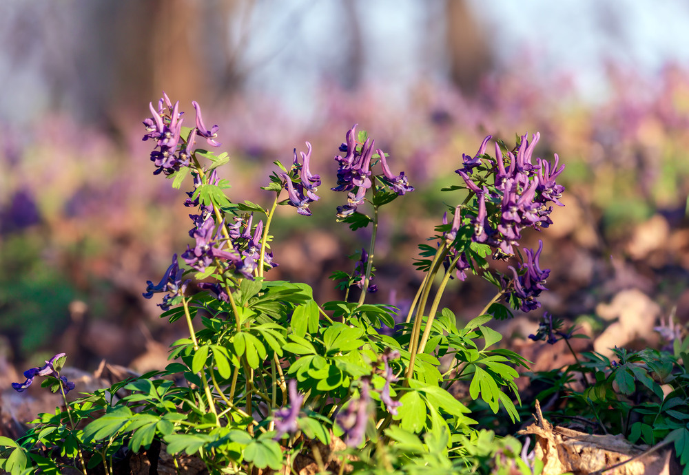 Фотографія Паркові прогулянки / Андрій Макаренко / photographers.ua