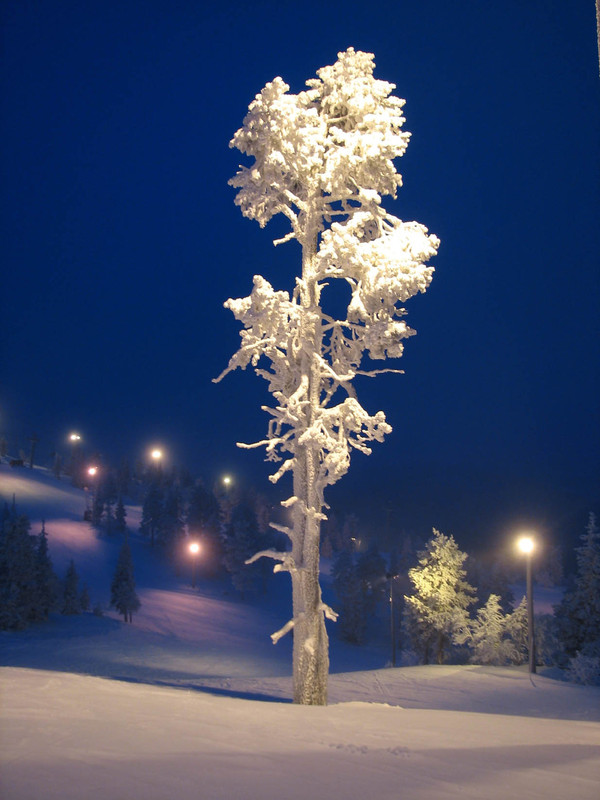Фотографія Холодно дереву полярною зимой... / Игорь Стёпул / photographers.ua