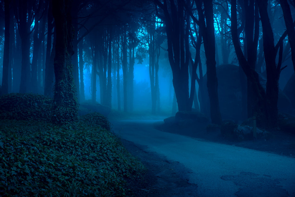 Фотографія Містичний ліс 2 / Denys Dolnikov / photographers.ua