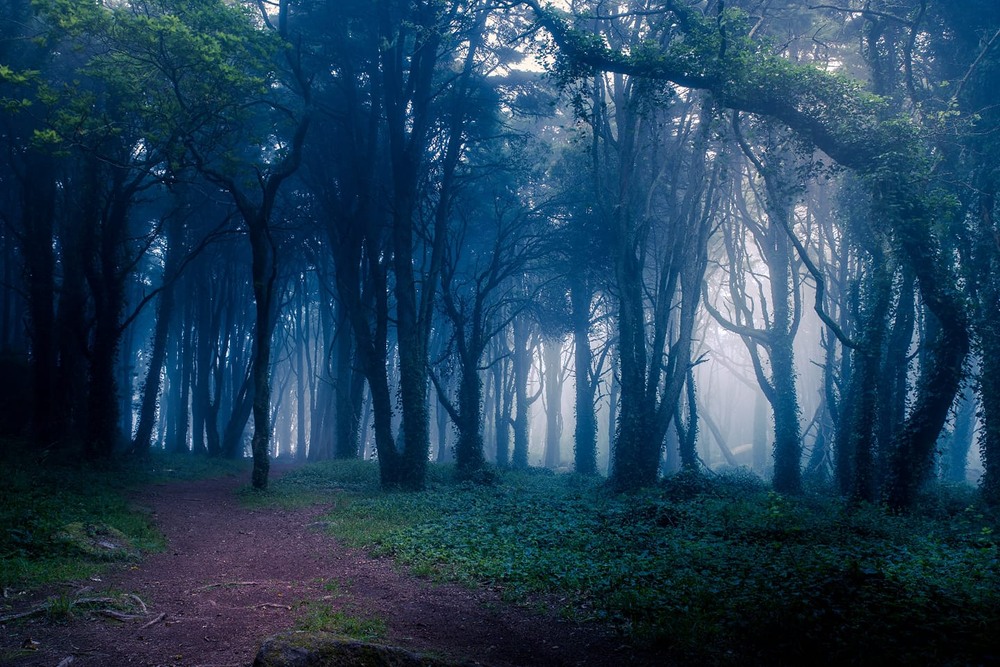 Фотографія містичний ліс(Португальські замальовки) / Denys Dolnikov / photographers.ua