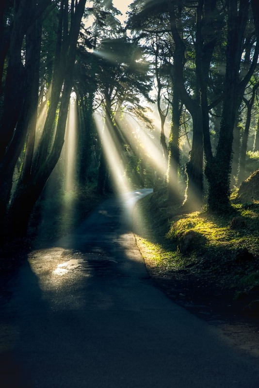 Фотографія Ранок у лісі / Denys Dolnikov / photographers.ua