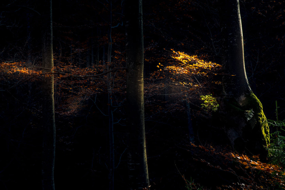 Фотографія Перші промінчики сонця / Denys Dolnikov / photographers.ua