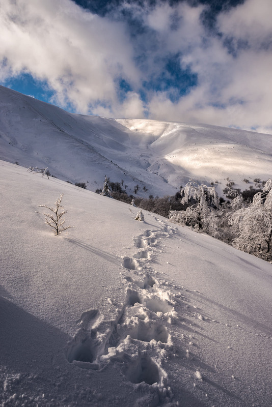 Фотографія Зима прийшла чи то пішла / Denys Dolnikov / photographers.ua