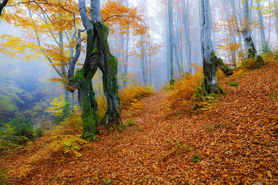 Фотографія Осінь на Боржаві / Denys Dolnikov / photographers.ua