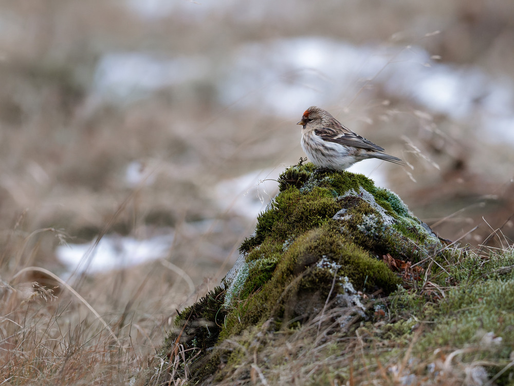 Фотографія Чечітка / Dmytro Marchuk / photographers.ua