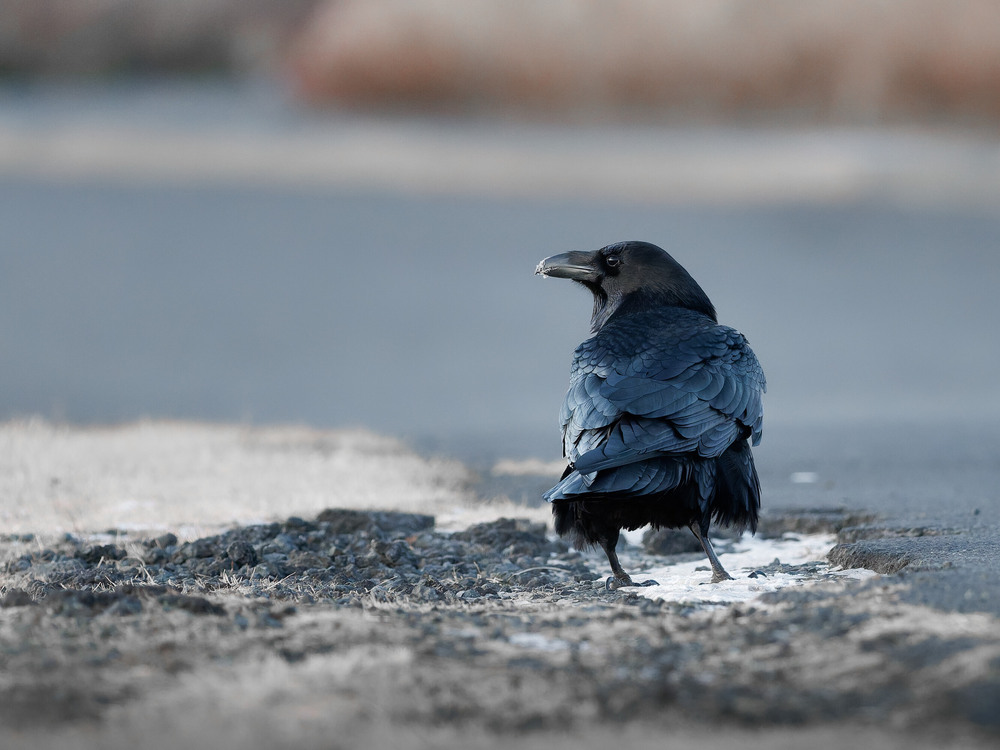 Фотографія Крук / Dmytro Marchuk / photographers.ua