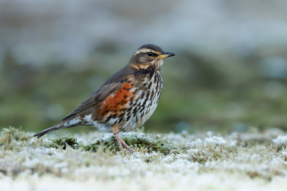 Фотографія Дрізд білобровий / Dmytro Marchuk / photographers.ua