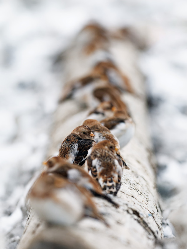 Фотографія Пуночки снігові / Dmytro Marchuk / photographers.ua