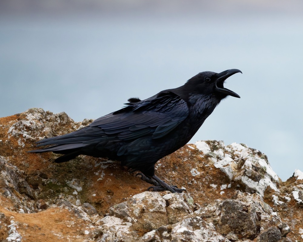 Фотографія Крук / Dmytro Marchuk / photographers.ua