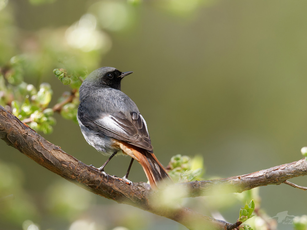 Фотографія Горихвістка чорна / Dmytro Marchuk / photographers.ua