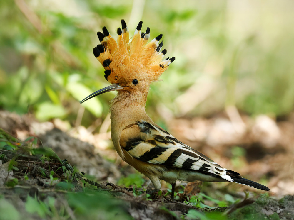 Фотографія Одуд / Dmytro Marchuk / photographers.ua