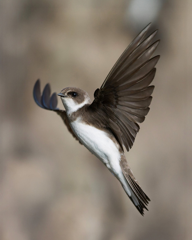 Фотографія Ластівка ангельська / Dmytro Marchuk / photographers.ua