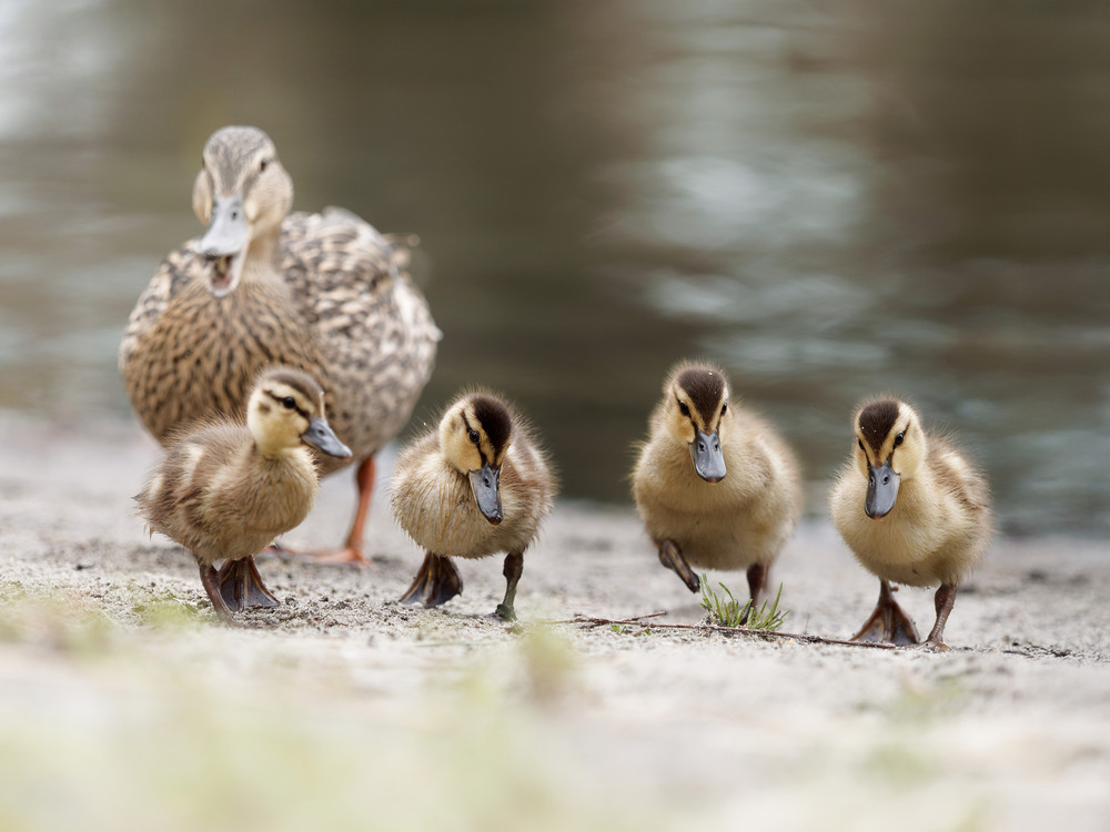 Фотографія Делегація / Dmytro Marchuk / photographers.ua