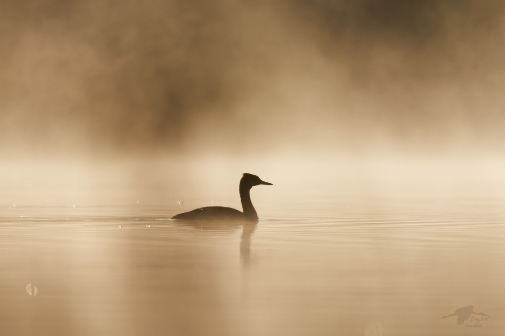 Фотографія Пірникоза / Dmytro Marchuk / photographers.ua