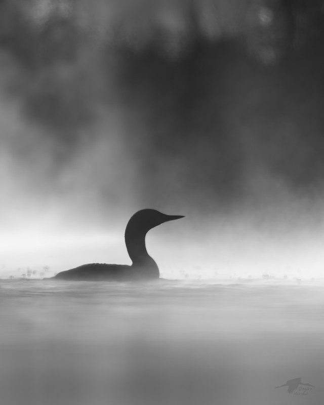 Фотографія Гагара чорношия / Dmytro Marchuk / photographers.ua