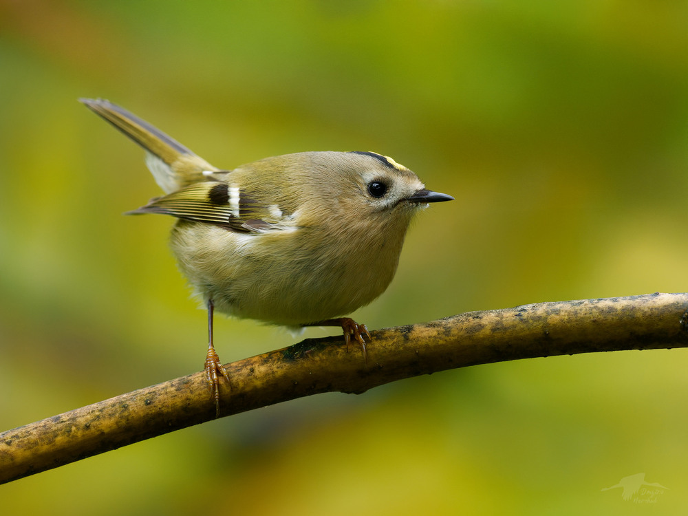 Фотографія Золотомушка жовточуба / Dmytro Marchuk / photographers.ua