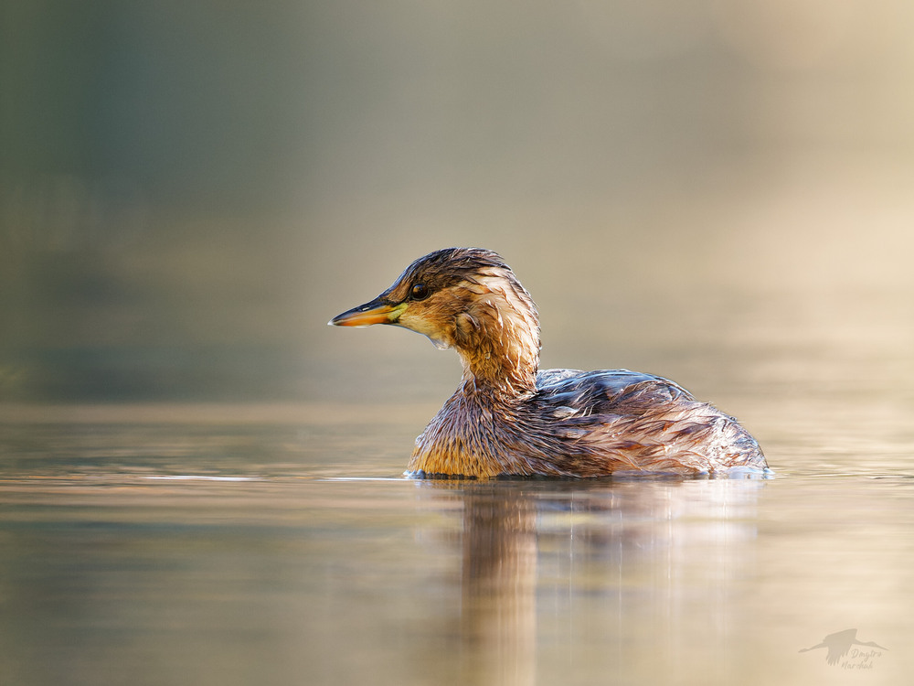 Фотографія Пірникоза мала / Dmytro Marchuk / photographers.ua