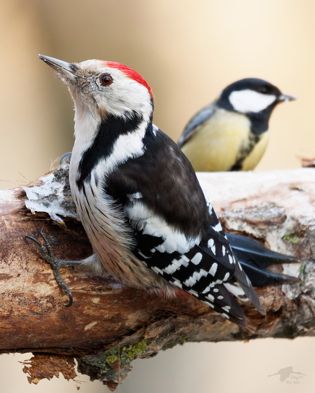 Фотографія Дятел середній і синиця / Dmytro Marchuk / photographers.ua