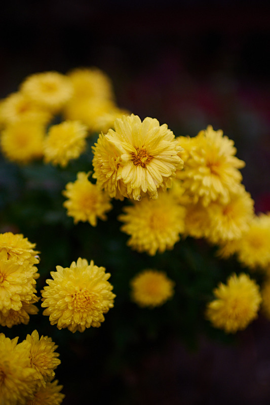 Фотографія * / Максим Мєшков / photographers.ua