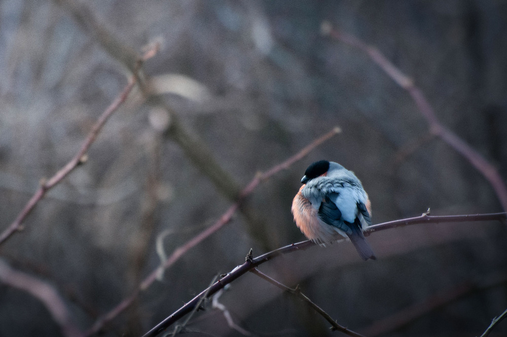 Фотографія Снігур в тернових кущах / Всеволод Оленич / photographers.ua