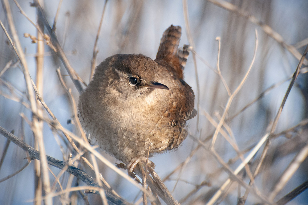 Фотографія Волове очко в січні / Всеволод Оленич / photographers.ua