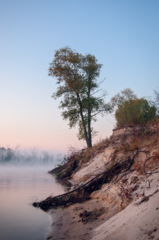 Фотографія Схилилося дерево над Десною / Всеволод Оленич / photographers.ua