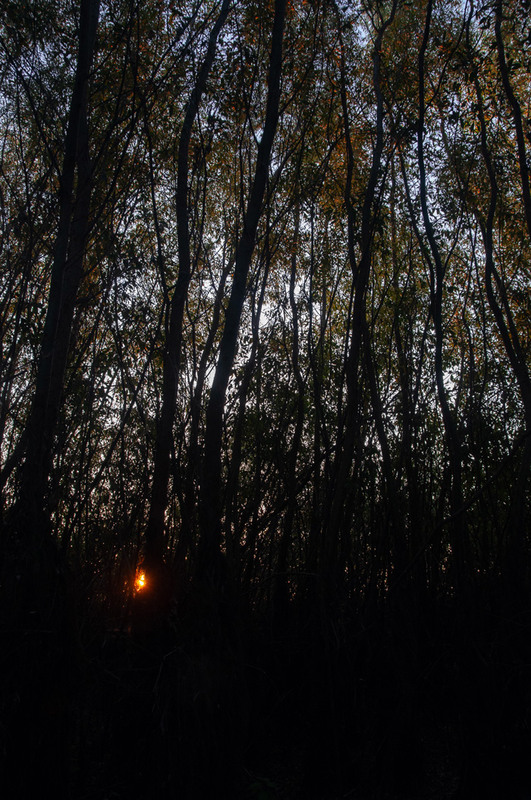 Фотографія Червоне око заплавного лісу / Всеволод Оленич / photographers.ua